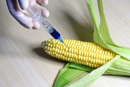 gmo