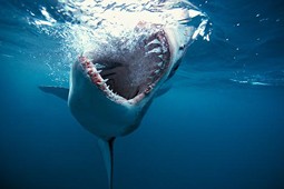 shark