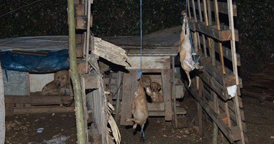 14-skilia-ioannina-2