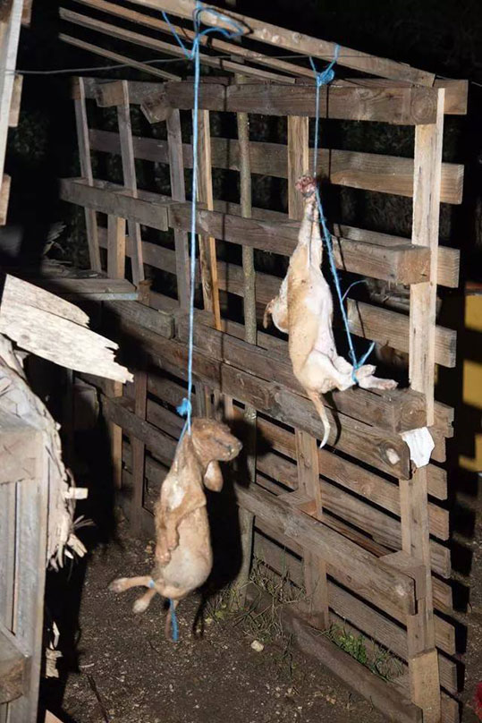 14-skilia-ioannina-3