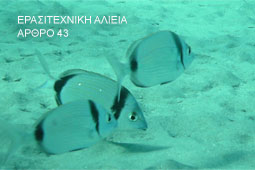 19-psarema-9