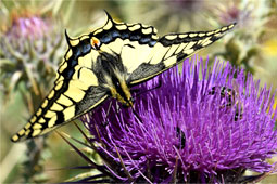 Papilio-machaon-9
