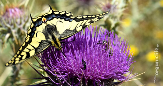 Papilio-machaon