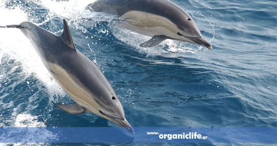 08-delfini