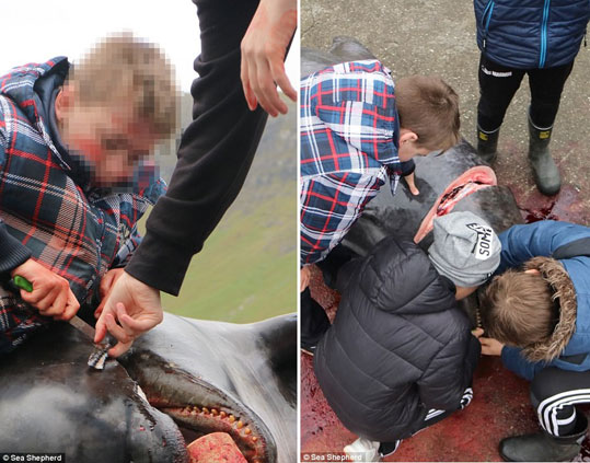 09-delfinia-feroes-11