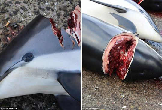 09-delfinia-feroes-12