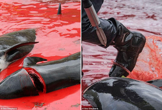 09-delfinia-feroes-13