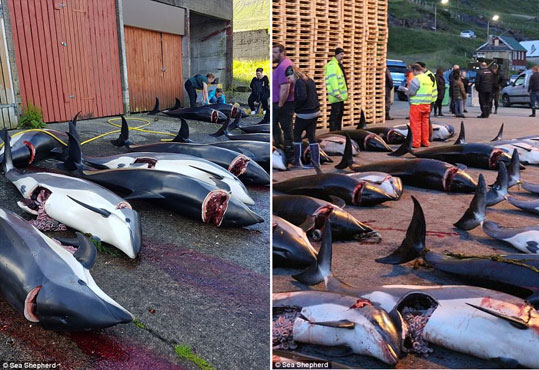 09-delfinia-feroes-14