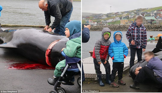 09-delfinia-feroes-2