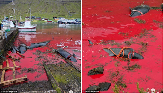 09-delfinia-feroes-7