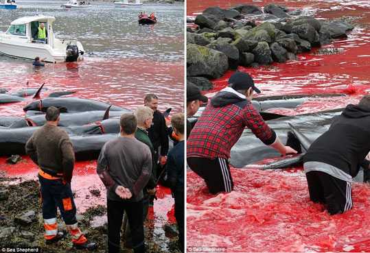 09-delfinia-feroes-8