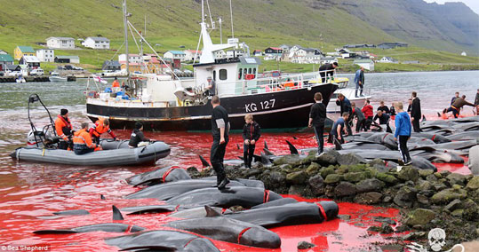 09-delfinia-feroes-banner