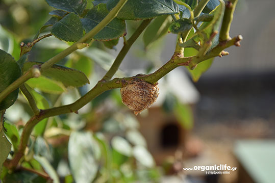 18-alogaki-panagitsas-gennae-auga-2