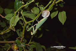 18-alogaki-panagitsas-gennae-auga-9