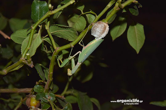 18-alogaki-panagitsas-gennae-auga