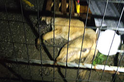 31-kinokomeio-alexandreias-9