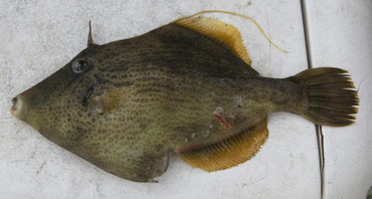 15-monoxeiros-stephanolepis-diaspros