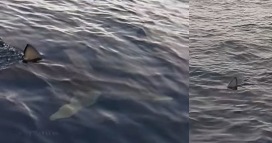 14-karxarias-kerkira-