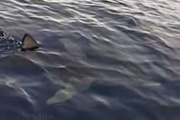 14-karxarias-kerkira