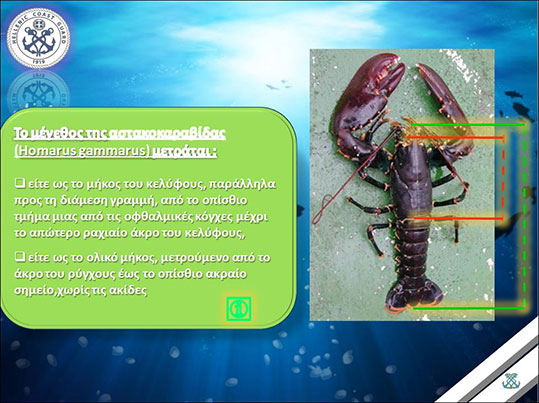 24-astakokarabida-dieuthinsi-alieias