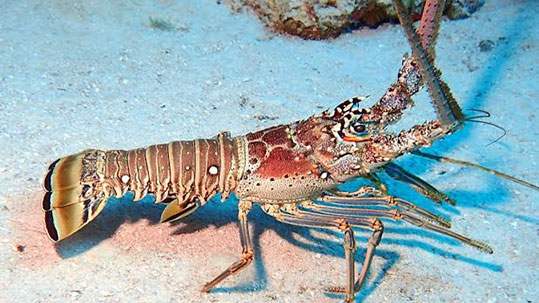 24-spiny-lobster-astakos