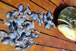 16-kinigos-lagokefaloi-9