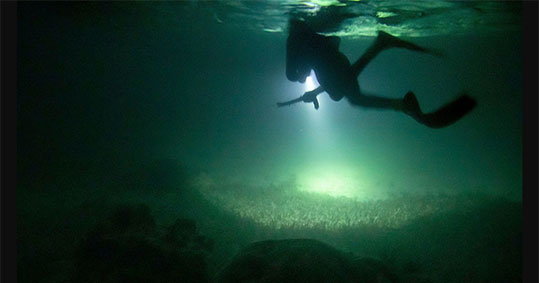 02-bradino-psarontoufeko