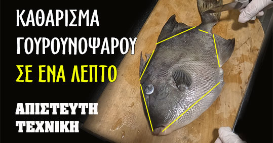 09-pos-an-katahariso-gourounopsaro-se-ena-lepto