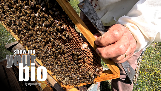 30-biologikos basilikos poltos
