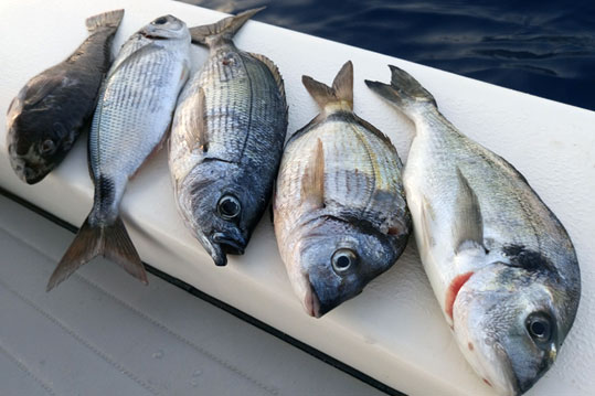 16-astypalaia-psaria