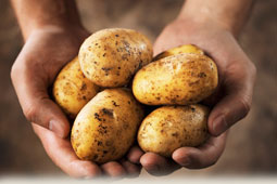 11-patates-9