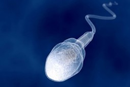 sperm_9