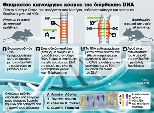 24-dna