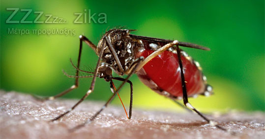 30-zika-19