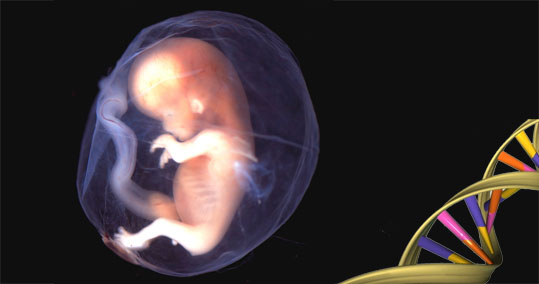 01-embrio
