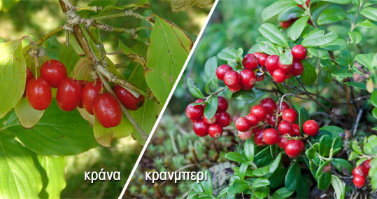 krana enantion cranberry