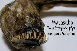 27-warasubo-9