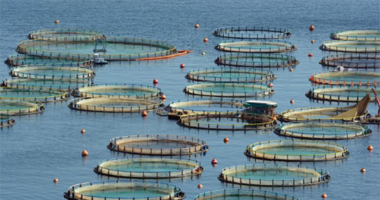 15-ixthiokalliergeia