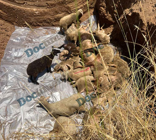 24-aigoprobata-thaboun-zontana-panoli-2