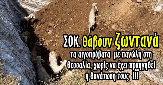 24-aigoprobata-thaboun-zontana-panoli